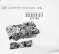 Lecanora subfusca image